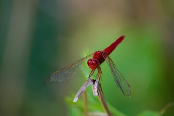 Dragonfly