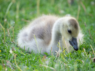 Canada Goose Gosling Looking at the Ground