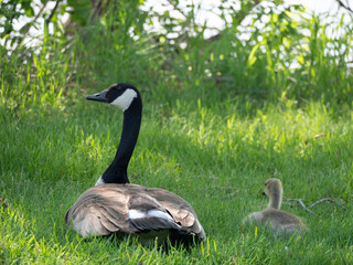 Mother and Baby Canada Geese Resting in Grass
