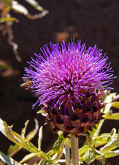 Purple thistle with a bee.