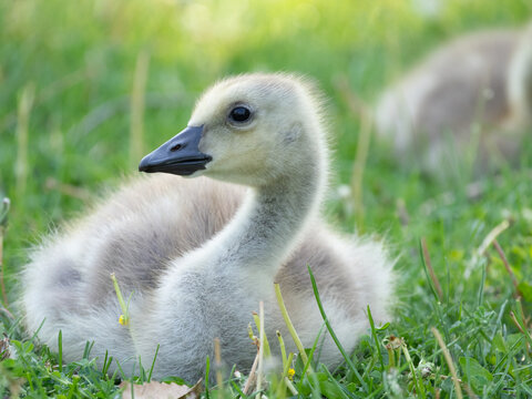 Close Up of a Canada Goose Gosling Resting in Grass