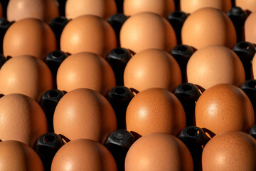 Close up of chicken eggs in egg panel.