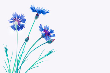 Wild flower cornflower. Natural background.