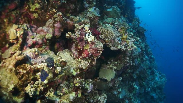 Slow motion staghorn corals on sandy bottom on reef. Amazing, beautiful underwater world Red Sea and life of its inhabitants, creatures and diving, travels with them. Wonderful experience in sea