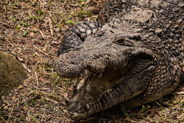 crocodile in the zoo