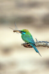 Asian Green Bee-eater (Merops orientalis, aka Little Green Bee-eater) Just Caught a Dragonfly. Bundala National Park, Sri Lanka