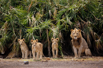 Four Lions, one Male with Three Cubs, Looking into the Camera.nAmboseli, Kenya