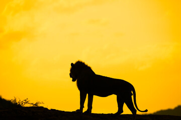 Silhouette of a Male Lion, standing on a Ridge at Dusk. Tsavo East, Kenya