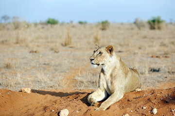 Lioness (Panthera Leo) Resting on a Mound of Soil. Tsavo East, Kenya