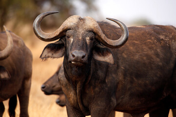 African Buffalo (Syncerus caffer caffer, aka Cape Buffalo). Taita Hills, Kenya