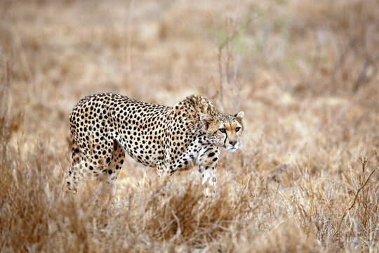 Cheetah Approaching in High Grass. Taita Hills, Kenya