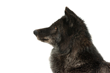 portrait of canadian black wolf isolated on white background