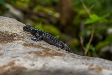 Alpine salamander, salamandra atra, in the forest. Black species of the salamander in Bijele i Samarske stjene nature area in Croatia, Europe - obrazy, fototapety, plakaty