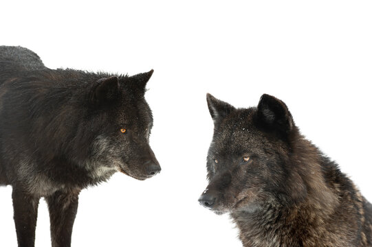 two portrait of canadian wolf isolated on white background © fotomaster