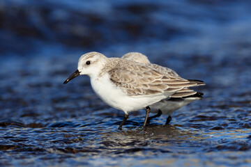 Sanderlings preying at a Japanese fishing port on the way