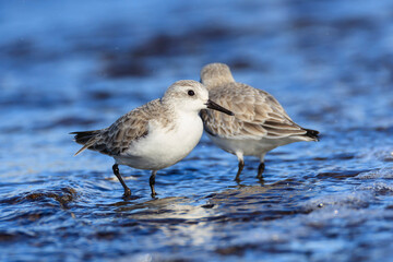 Sanderlings preying at a Japanese fishing port on the way