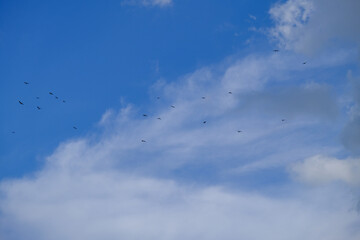 The flock of birds flying in the cloudy blue sky.