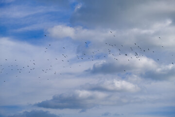The flock of birds flying in the cloudy blue sky.