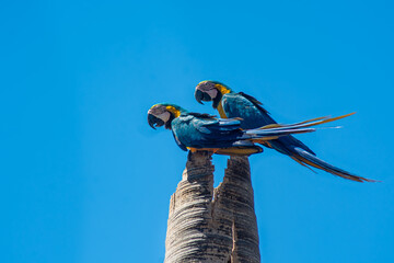 macaw