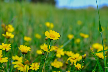 Yellow daisy with bud in the green grass field, selective focus.