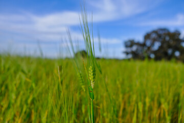 Green wheat field concept and idea, selective focus.