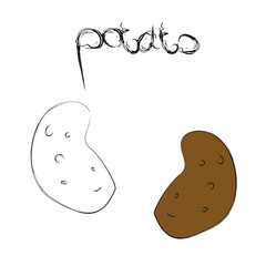 Vector illustration of a fresh potato with it's name. Study card. Fresh harvest icon. Vector illustration