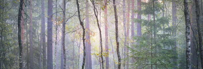 Pathway through the majestic evergreen pine forest in a fog. Soft sunlight, sunbeams. Panoramic view