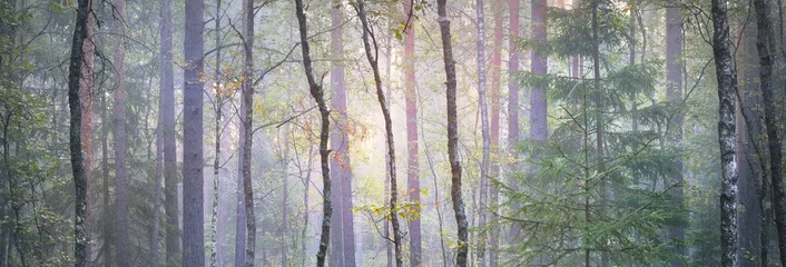 Wall murals Road in forest Pathway through the majestic evergreen pine forest in a fog. Soft sunlight, sunbeams. Panoramic view