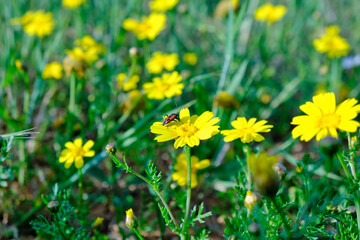 Firebug on the yellow daisy with green field.