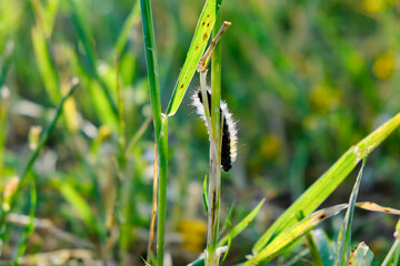 Single pine caterpillar on foliage.