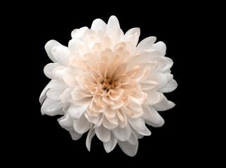 Pink color chrysanthemums flower isolated on black background. Minimalist still life.