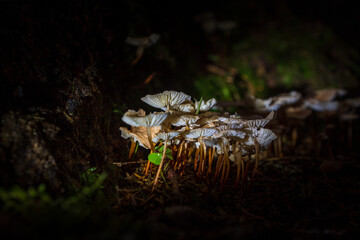 fungi