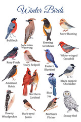 Winter birds educational poster. Hand-drawn watercolor birds.
Bullfinch, northern cardinal, blue jay, nothern flicker   - 485127747