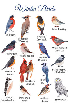 Winter birds educational poster. Hand-drawn watercolor birds.
Bullfinch, northern cardinal, blue jay, nothern flicker  
