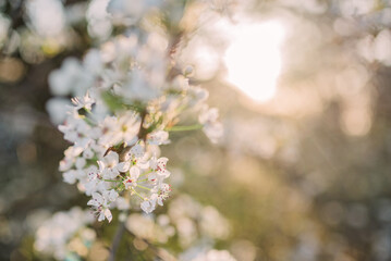 Spring blooms