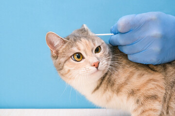 veterinary clinic. cleaning the cat's ears with an ear stick. veterinarian in disposable gloves