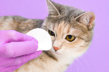 veterinarian rubs cats eyes in the clinic at the reception. Cleaning the cats eyes with a cotton swab. Cats Eye Is Healthy.