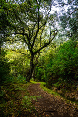 Fototapeta premium Madeira - Santo António da Serra