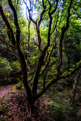 Fototapeta premium Madeira - Santo António da Serra