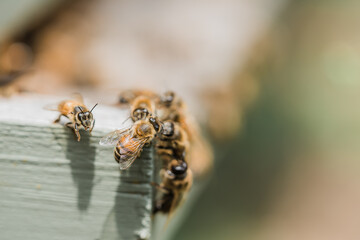 Bee hives
