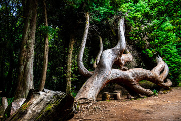 Madeira - Santo António da Serra