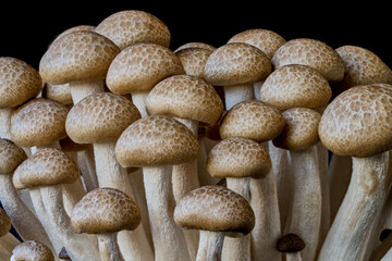 mushrooms grow on a black background