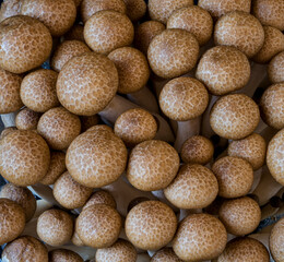 mushrooms grow on a black background