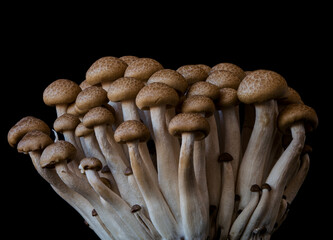mushrooms grow on a black background