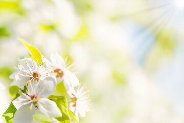White spring flowers cherry