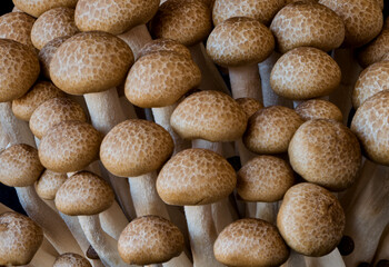 mushrooms grow on a black background
