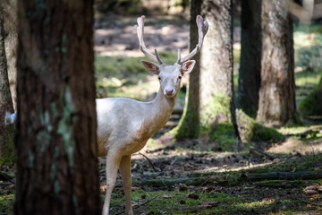 Naklejka na ściany i meble The white deer in the forest