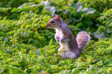 Obraz premium The squirrel in Greenpark