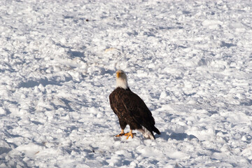 Bald Eagle standing on the snow