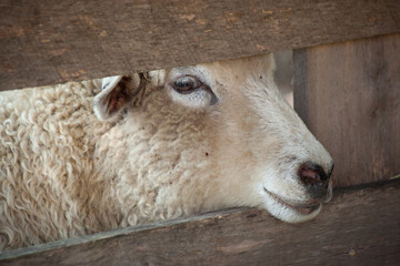 Sheep looking through a fence